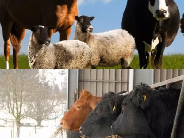 雄牛, Russian Black pied cattle