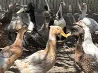 Ducks — 写真 2
