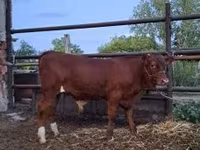 Taureau, Vache limousine — photo 1