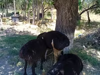 Moutons (lot, sexe non indiqué), Moutons — photo 4