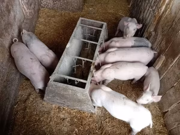 Porca, Porcos