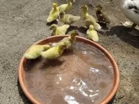 Ducks — photo 4