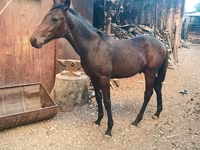 Pastuv, French Trotter — fotografija 5