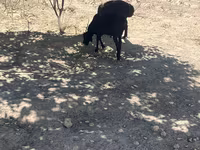 Carneiro, Ovelhas — foto 4