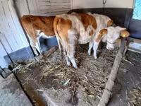 Сиыр, Simmental cattle — 4-сурет