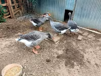 Geese — foto 4