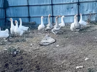 Geese — foto 1