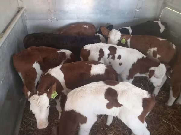 Bull, Simmental cattle