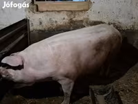 मादा सूअर, Крупная белая — फ़ोटो 1