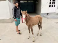 Égua, Cavalos — foto 4