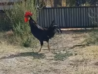 Chickens — 照片 3