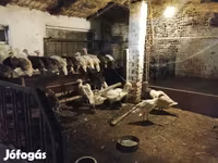 Turkeys — फ़ोटो 3