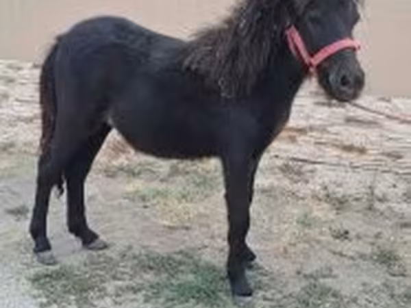Horse (M), Shetland Pony