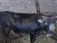 Cow, Wild yak — photo 1