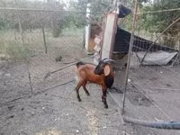 雄ヤギ, Nubian Goat — 写真 1