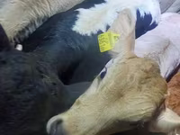 牛只（批次，未指定性别）, Cattle — 照片 4