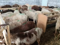 Brebis, Beulah Speckled face sheep — photo 3
