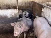 猪（批次，未指定性别）, Pigs — 照片 6