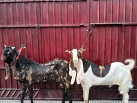 Jarac, Kamori goats — fotografija 1