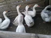Geese — foto 1