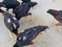 Chickens — fotografija 4