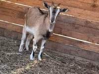 Goat, West African dwarf goats — photo 4