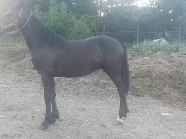 Horse (M), Friesian