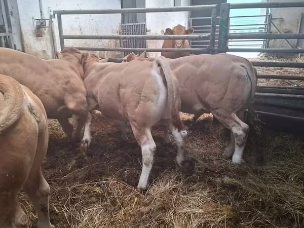 Bik, Blonde d’Aquitane cattle