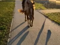 Koń, Haflinger — zdjęcie 4