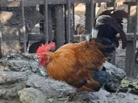 Chickens — fotografija 2