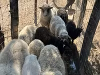 Owca, Merino sheep — zdjęcie 5