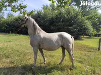 Stute, Lipizzaner — Foto 1