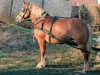 Kobyła, Haflinger — zdjęcie 2