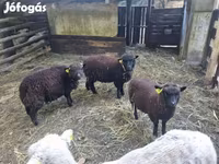 भेड़, Southdown sheep — फ़ोटो 1