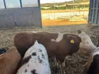 Sigir, Simmental cattle — 1-rasm