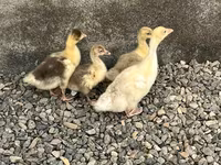 Geese — fotografija 2