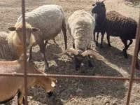 Carnero, Racka sheep — foto 4