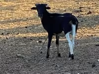 Moutons (lot, sexe non indiqué), Cameroon sheep — photo 3