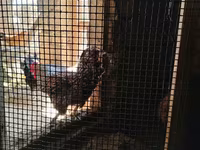 Chickens — fotografija 2