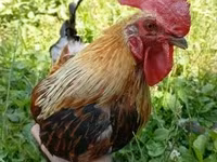 Chickens — zdjęcie 2