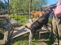 Koza, Kozy — zdjęcie 3