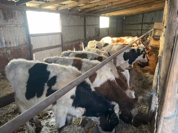Byk, Russian Black pied cattle