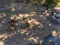 Ducks — zdjęcie 3