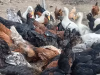 Chickens — photo 1