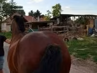 Jument, Chevaux — photo 1