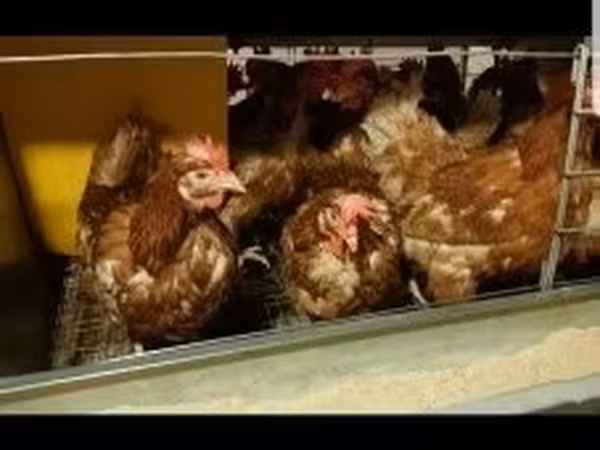 Chickens — Hongrie