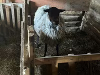 Ovelha, Romanov sheep — foto 2