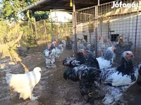 براهما — الصورة 2