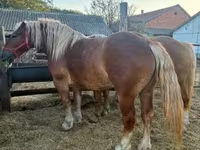 Yegua, Hungarian horse breed — foto 4