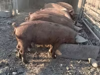 Schweine (Partie, Geschlecht nicht angegeben), Мангалица — Foto 2